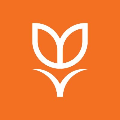 Tulipa